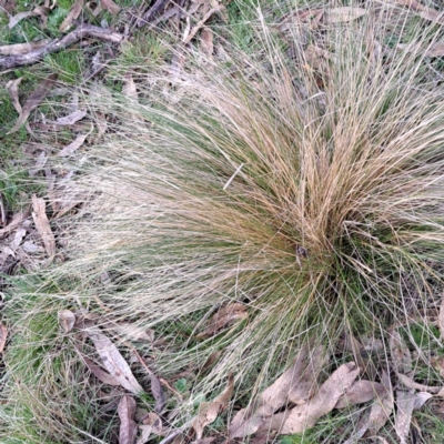 Nassella trichotoma (Serrated Tussock) at Majura, ACT - 24 Aug 2023 by abread111