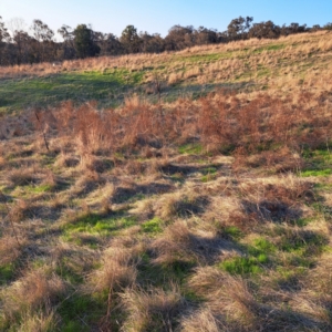 Hypericum perforatum at Majura, ACT - 24 Aug 2023 04:54 PM