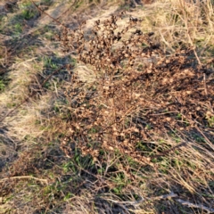 Hypericum perforatum at Majura, ACT - 24 Aug 2023 04:54 PM