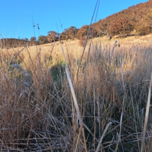 Phalaris aquatica at Majura, ACT - 24 Aug 2023