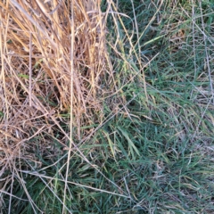 Phalaris aquatica at Majura, ACT - 24 Aug 2023 04:51 PM