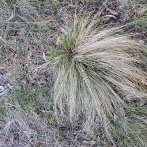 Nassella trichotoma at Majura, ACT - 24 Aug 2023