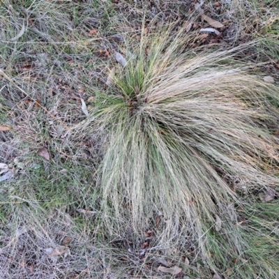 Nassella trichotoma (Serrated Tussock) at Majura, ACT - 24 Aug 2023 by abread111