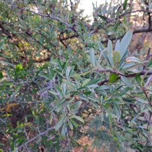 Pyracantha angustifolia at Majura, ACT - 24 Aug 2023 04:47 PM