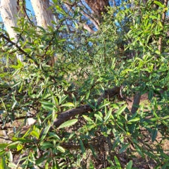 Pyracantha sp. (Firethorn) at Majura, ACT - 24 Aug 2023 by abread111