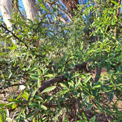 Pyracantha sp. (Firethorn) at Majura, ACT - 24 Aug 2023 by abread111