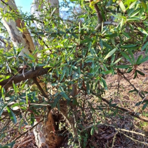 Pyracantha sp. at Majura, ACT - 24 Aug 2023