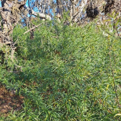 Solanum linearifolium (Kangaroo Apple) at Majura, ACT - 24 Aug 2023 by abread111