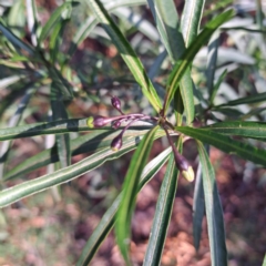 Solanum linearifolium at Majura, ACT - 24 Aug 2023