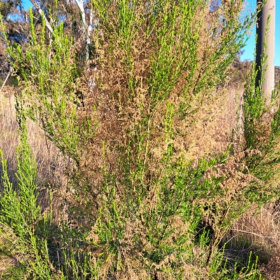 Cassinia sifton (Sifton Bush, Chinese Shrub) at Majura, ACT - 24 Aug 2023 by abread111