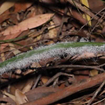 Aleuroctarthrus destructor (Whitefly) at Mount Cotton, QLD - 24 Aug 2023 by TimL
