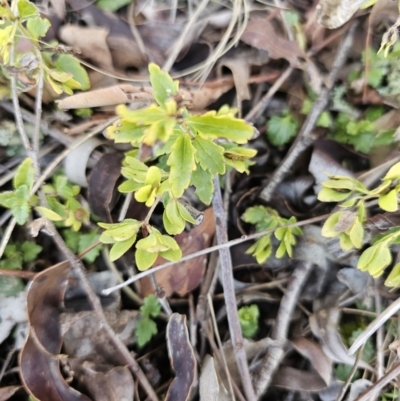 Veronica calycina (Hairy Speedwell) at Gungahlin, ACT - 23 Aug 2023 by Jiggy