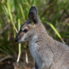 Notamacropus rufogriseus (Red-necked Wallaby) at Mount Cotton, QLD - 24 Aug 2023 by TimL