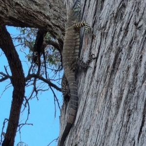 Varanus varius at Blakney Creek, NSW - 26 Dec 2022