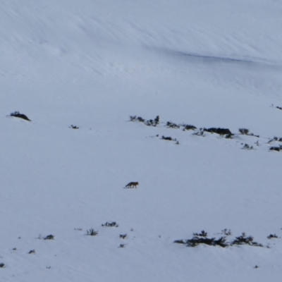 Vulpes vulpes (Red Fox) at Burrungubugge, NSW - 21 Aug 2023 by MB