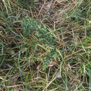 Genista monspessulana at Phillip, ACT - 25 Aug 2023 08:45 AM