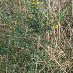 Genista monspessulana at Phillip, ACT - 25 Aug 2023 08:45 AM