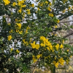 Genista monspessulana at Phillip, ACT - 25 Aug 2023 08:45 AM