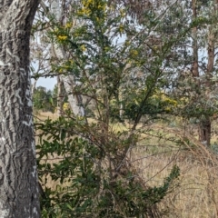 Genista monspessulana at Phillip, ACT - 25 Aug 2023 08:45 AM