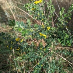 Genista monspessulana at Phillip, ACT - 25 Aug 2023 08:45 AM