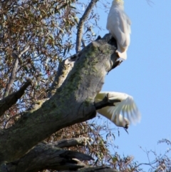 Cacatua galerita (Sulphur-crested Cockatoo) at Environa, NSW - 4 Nov 2012 by Wandiyali