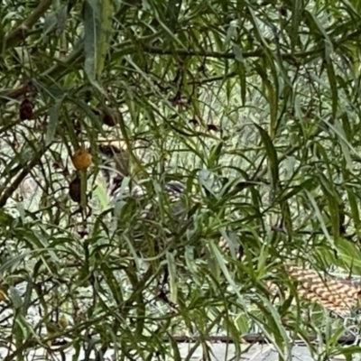 Eudynamys orientalis (Pacific Koel) at Googong, NSW - 26 Feb 2022 by Wandiyali