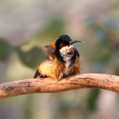 Acanthorhynchus tenuirostris (Eastern Spinebill) at Wandiyali-Environa Conservation Area - 29 Dec 2019 by Wandiyali