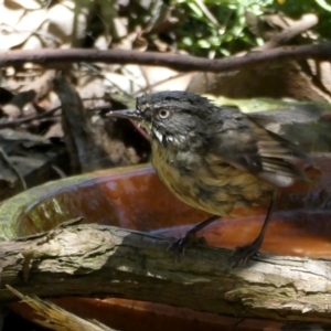 Sericornis frontalis at Googong, NSW - suppressed