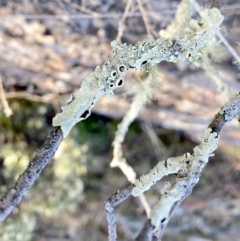 Flavoparmelia sp. (Flavoparmelia Lichen) at Googong, NSW - 25 Aug 2023 by Wandiyali