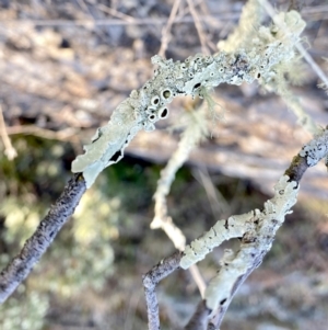 Flavoparmelia sp. at Googong, NSW - 25 Aug 2023