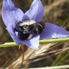 Lasioglossum (Chilalictus) lanarium (Halictid bee) at Duffy, ACT - 15 Dec 2022 by actforbees