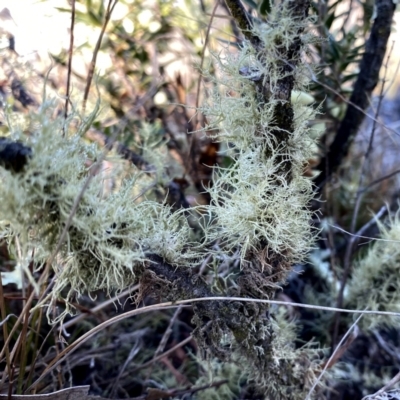 Usnea sp. (genus) (Bearded lichen) at Googong, NSW - 25 Aug 2023 by Wandiyali