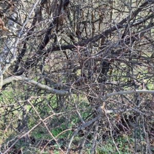 Crataegus monogyna at Majura, ACT - 24 Aug 2023