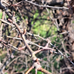 Crataegus monogyna at Majura, ACT - 24 Aug 2023