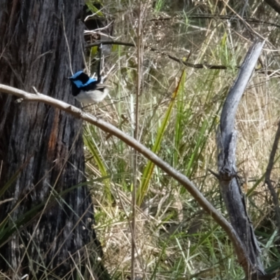 Malurus cyaneus (Superb Fairywren) at Bruce Ridge to Gossan Hill - 24 Aug 2023 by KaleenBruce