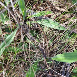 Plantago varia at Majura, ACT - 24 Aug 2023 02:06 PM