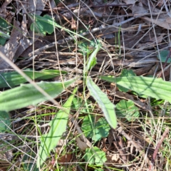 Plantago varia at Majura, ACT - 24 Aug 2023 02:06 PM