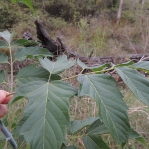 Acer negundo at Tuggeranong, ACT - 25 Feb 2023