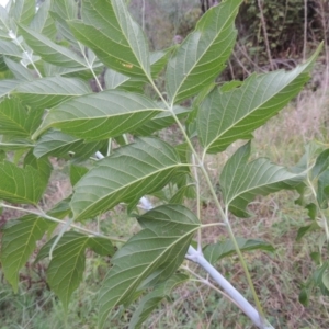 Acer negundo at Tuggeranong, ACT - 25 Feb 2023 06:30 PM