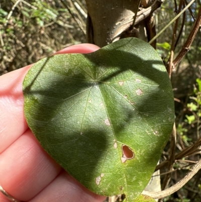 Stephania japonica (Stephania, Tape Vine, Snake Vine) at Kangaroo Valley, NSW - 25 Aug 2023 by lbradleyKV