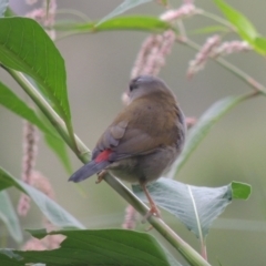 Neochmia temporalis (Red-browed Finch) at Tuggeranong, ACT - 25 Feb 2023 by MichaelBedingfield