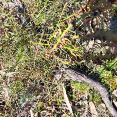 Daviesia genistifolia (Broom Bitter Pea) at Majura, ACT - 24 Aug 2023 by abread111