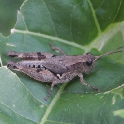 Phaulacridium vittatum (Wingless Grasshopper) at Tuggeranong, ACT - 25 Feb 2023 by michaelb