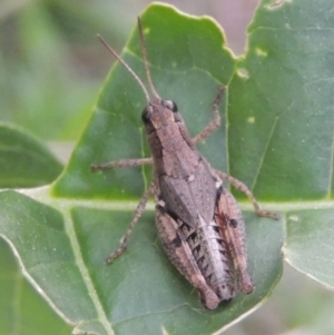 Phaulacridium vittatum at Tuggeranong, ACT - 25 Feb 2023 06:34 PM