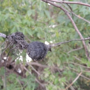 Bolboschoenus sp. at Tuggeranong, ACT - 25 Feb 2023