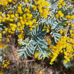 Acacia baileyana x Acacia dealbata (Cootamundra Wattle x Silver Wattle (Hybrid)) at Majura, ACT - 24 Aug 2023 by abread111