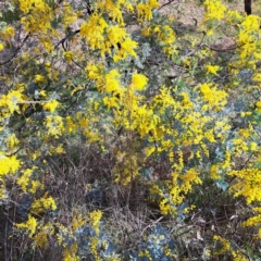 Acacia baileyana x Acacia dealbata at Majura, ACT - 24 Aug 2023