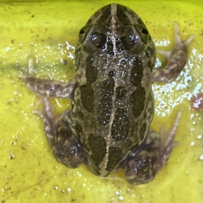 Unidentified Frog at Fentons Creek, VIC - 19 Aug 2023 by KL