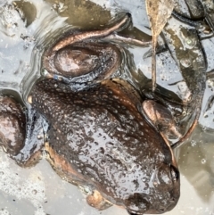 Limnodynastes dumerilii (Eastern Banjo Frog) at Fentons Creek, VIC - 22 Aug 2023 by KL