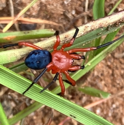 Nicodamidae (family) (Red and Black Spider) at Fentons Creek, VIC - 23 Aug 2023 by KL